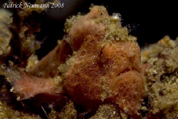 Baby Frogfish (3cm) taken in Anilao, Philippines with Can... by Patrick Neumann 